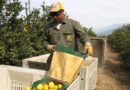Panamá habilitó el ingreso de cítricos argentinos y abre una oportunidad para el limón tucumano