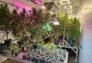 La Policía de Tucumán descubre un invernadero de marihuana en Bella Vista