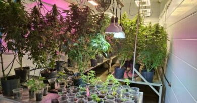 La Policía de Tucumán descubre un invernadero de marihuana en Bella Vista