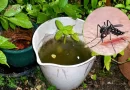 Dengue en Argentina: advierten que el fenómeno de El Niño puede disparar otra epidemia durante el verano