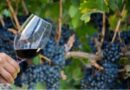 El vino tucumano brilló en EVINOR y cosechó cuatro medallas entre los mejores exponentes del NOA