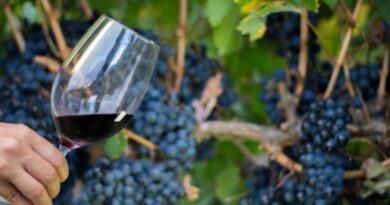 El vino tucumano brilló en EVINOR y cosechó cuatro medallas entre los mejores exponentes del NOA