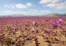 El fenómeno de El Niño hizo florecer el desierto de Atacama: transformación histórica (fotos)